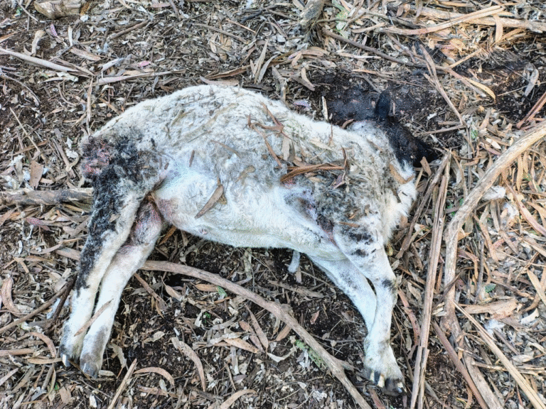 Una jauría de perros mató a varios carneros de la escuela agraria de Ayacucho, donde lamentan pérdidas millonarias y tanto trabajo perdido: “¿Qué le digo a los pibes?”, se pregunta el director del reconocido colegio rural