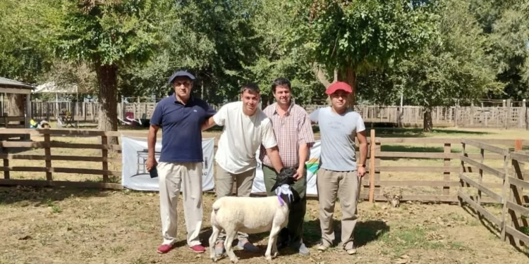 Una jauría de perros mató a varios carneros de la escuela agraria de Ayacucho, donde lamentan pérdidas millonarias y tanto trabajo perdido: “¿Qué le digo a los pibes?”, se pregunta el director del reconocido colegio rural