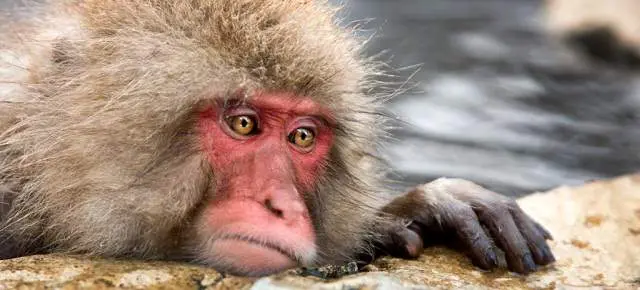 Descubren que monos comen tierra para curarse por culpa de la comida chatarra humana