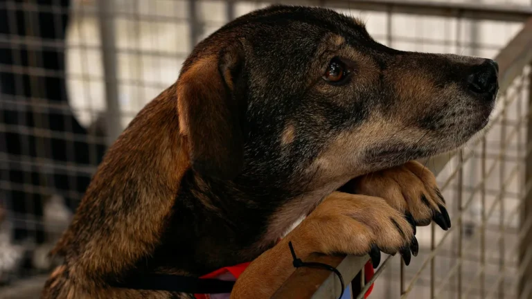 Cuota alimentaria y régimen de visitas: la Justicia ordenó mantener económicamente a un perro tras una separación